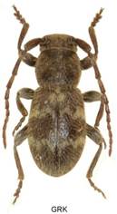 1 EAA_7160 dupl..jpg